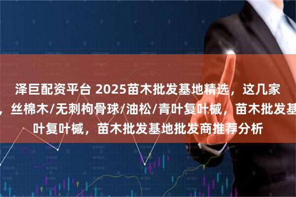 泽巨配资平台 2025苗木批发基地精选，这几家批发商实力超群！，丝棉木/无刺枸骨球/油松/青叶复叶槭，苗木批发基地批发商推荐分析